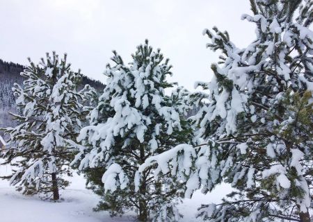 Алтайский велнес